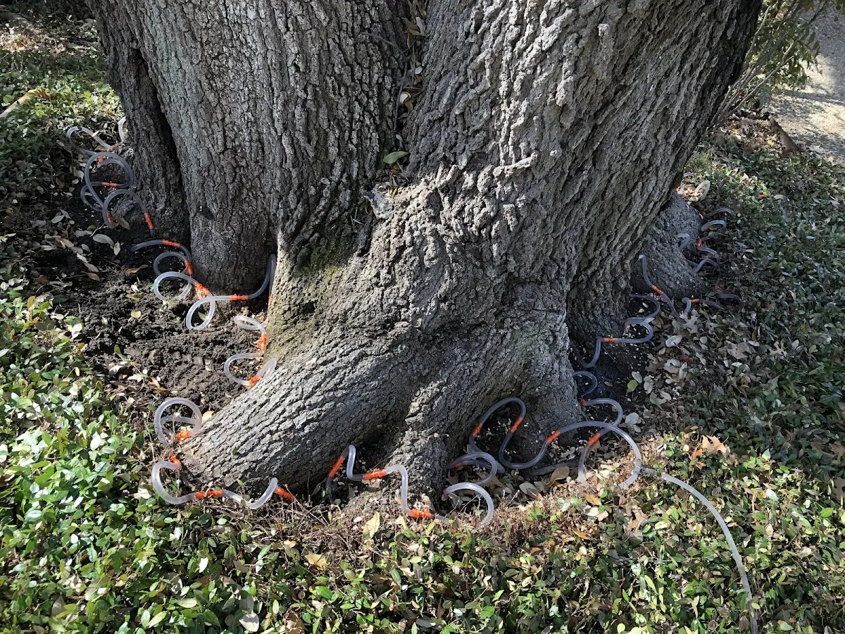 Detailed Tree Cabling and Bracing job site in Loranger
