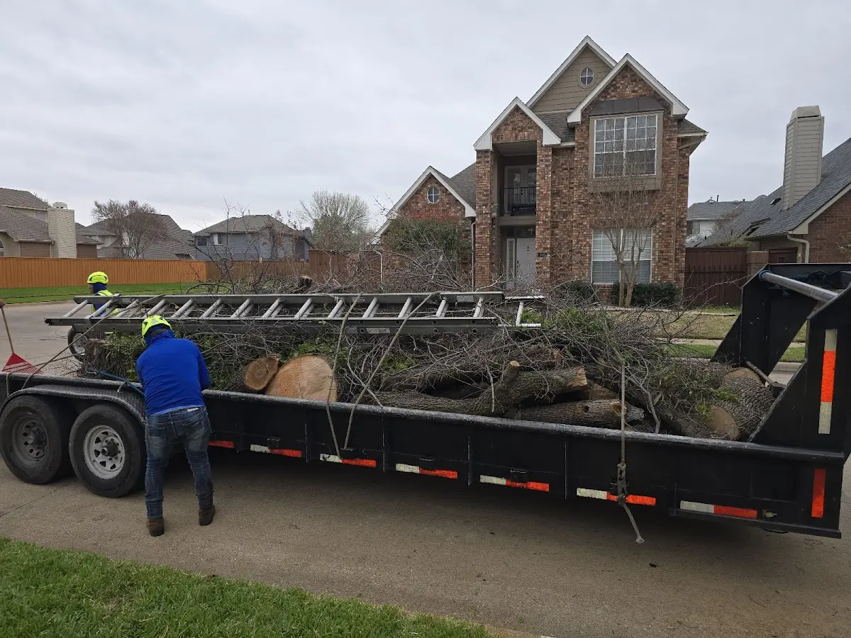 Expert Tree Pest Control with proper safety equipment in Loranger